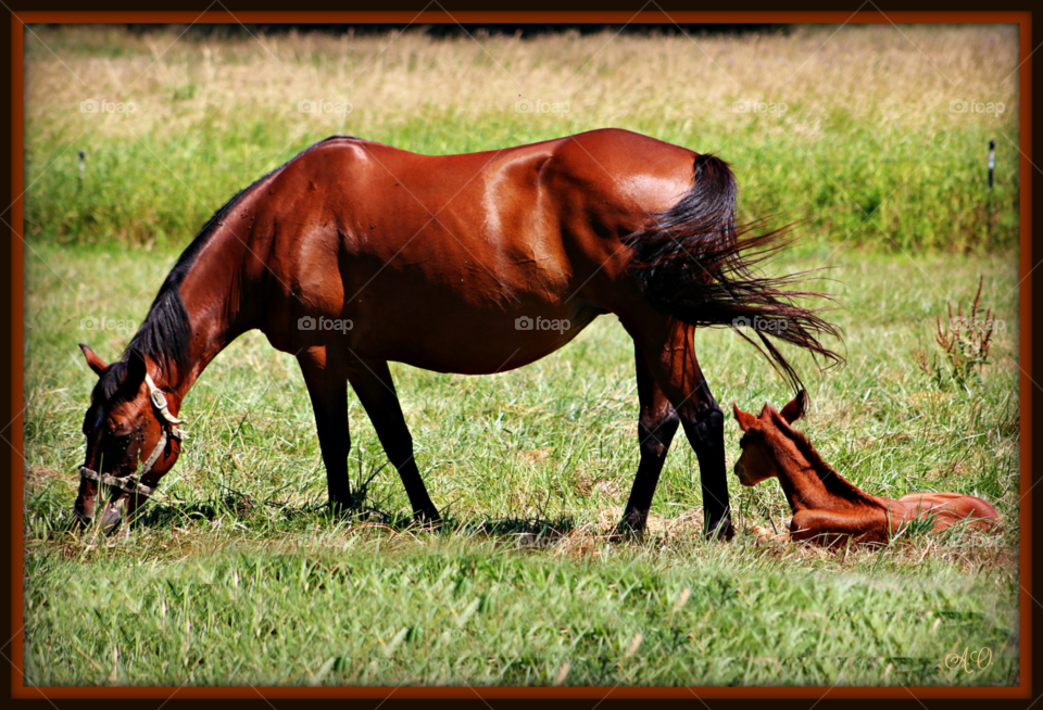 Momma and Baby