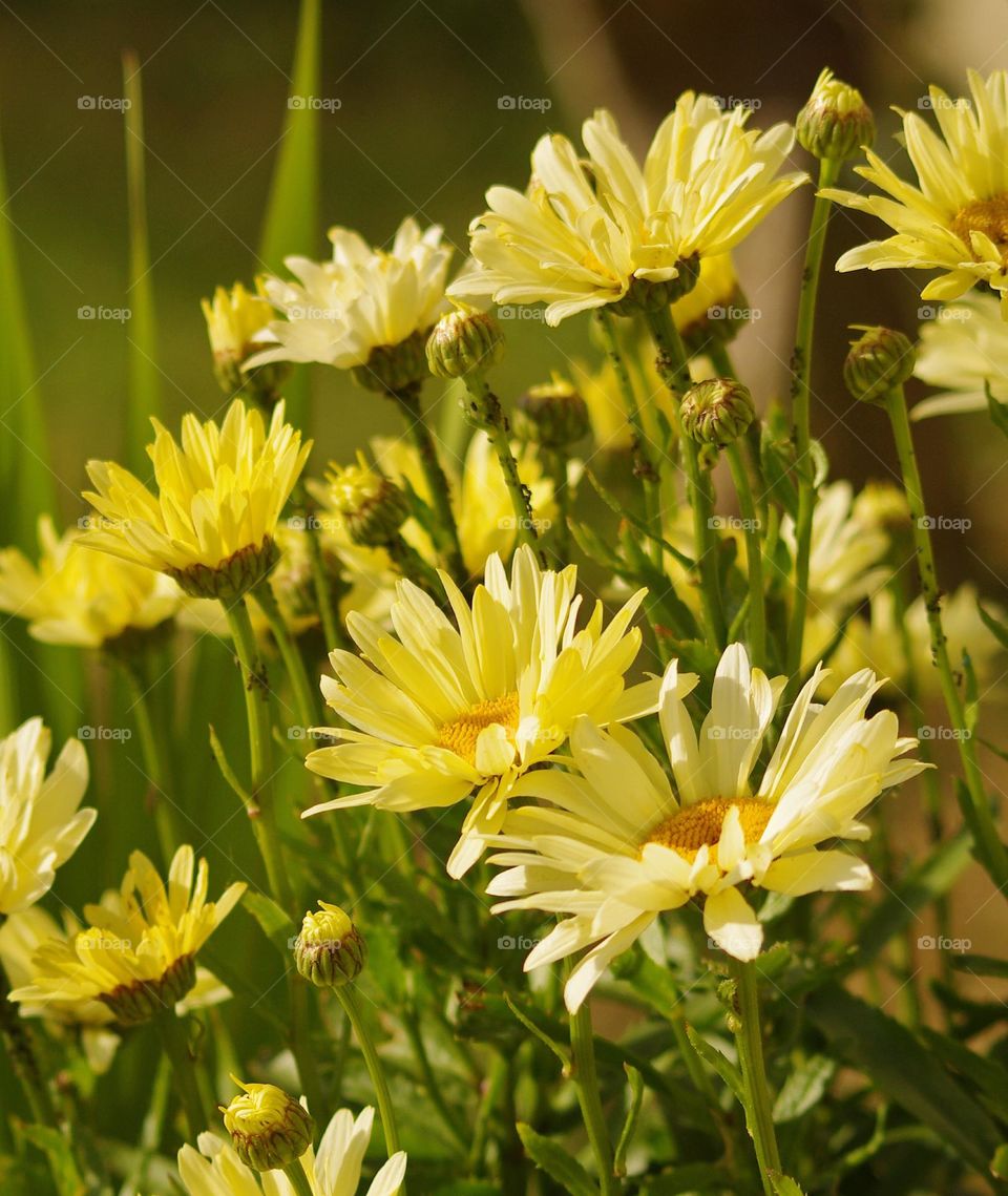 Beautiful yellow flowers in the late summer light shot with a Pentax K5 70-200mm lens 