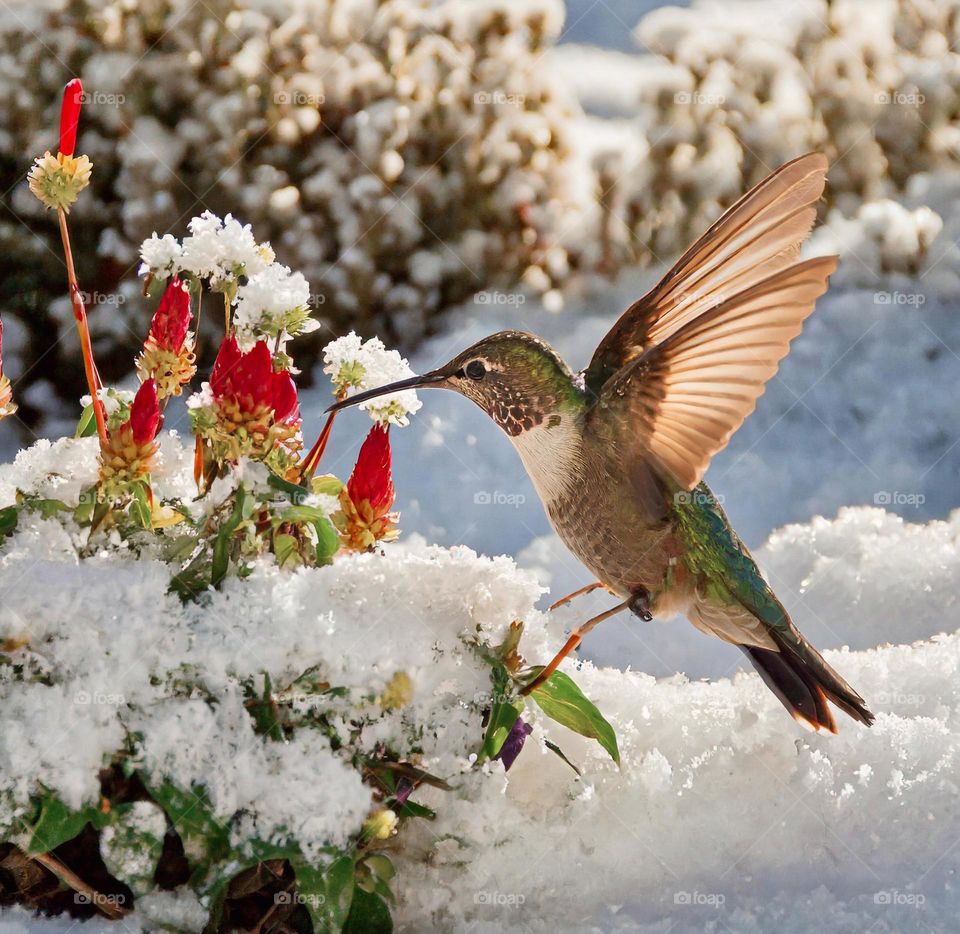 colibrí gigante