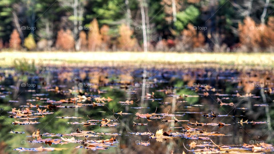 Pond reflection 