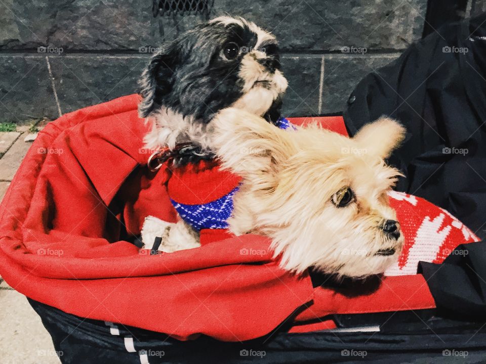 Two cute dogs sitting together in a stroller