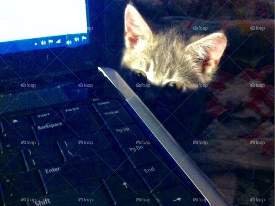 High Speed Kitty Processor