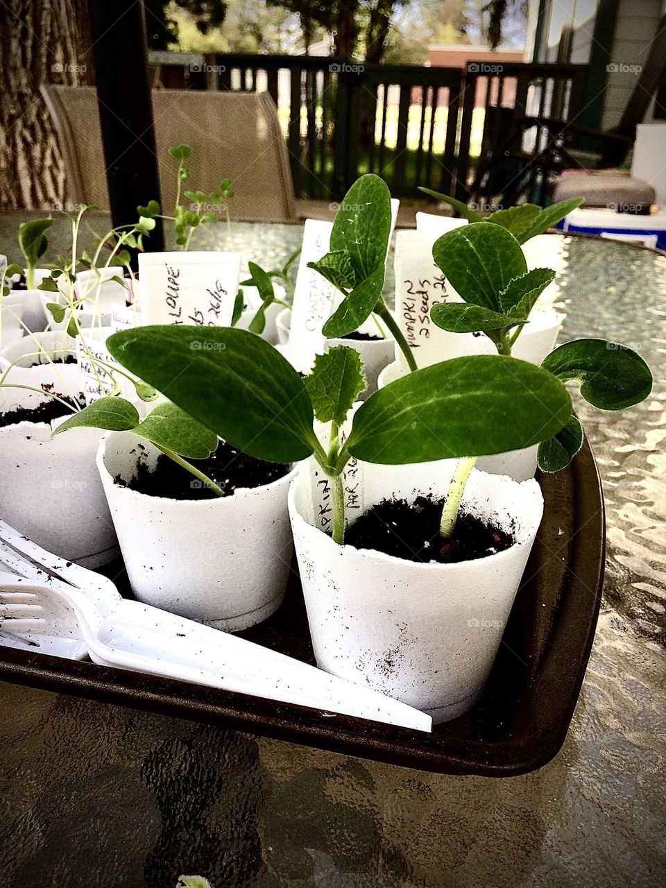 Cantaloupe, pumpkin, and broccoli Seedlings for my garden, out to get their daily sunlight, I just use styrofoam cups to start them, this was taken on my iPhone 5