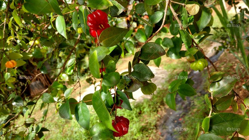 Pé de Pitangas verdinhas, amarelinha e vermelhinhas.