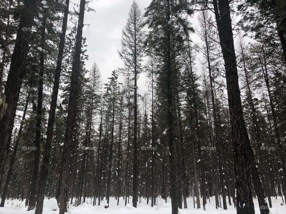Montana woods!