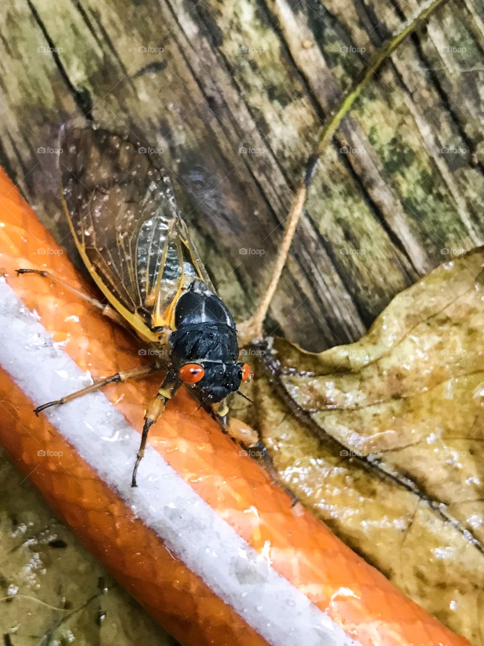 Insect cicada