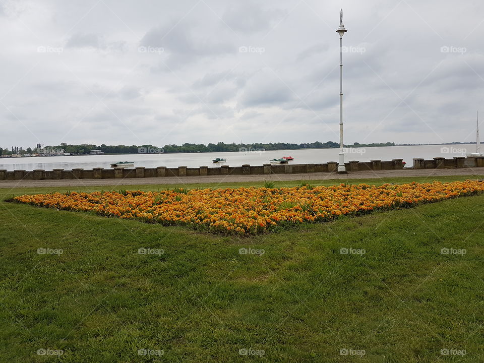 yellow field flowers in the park
