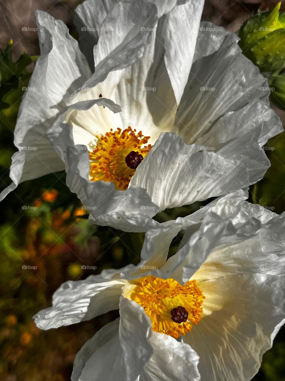 White prickly-poppy flowers growing wild in a field on a windy spring day.