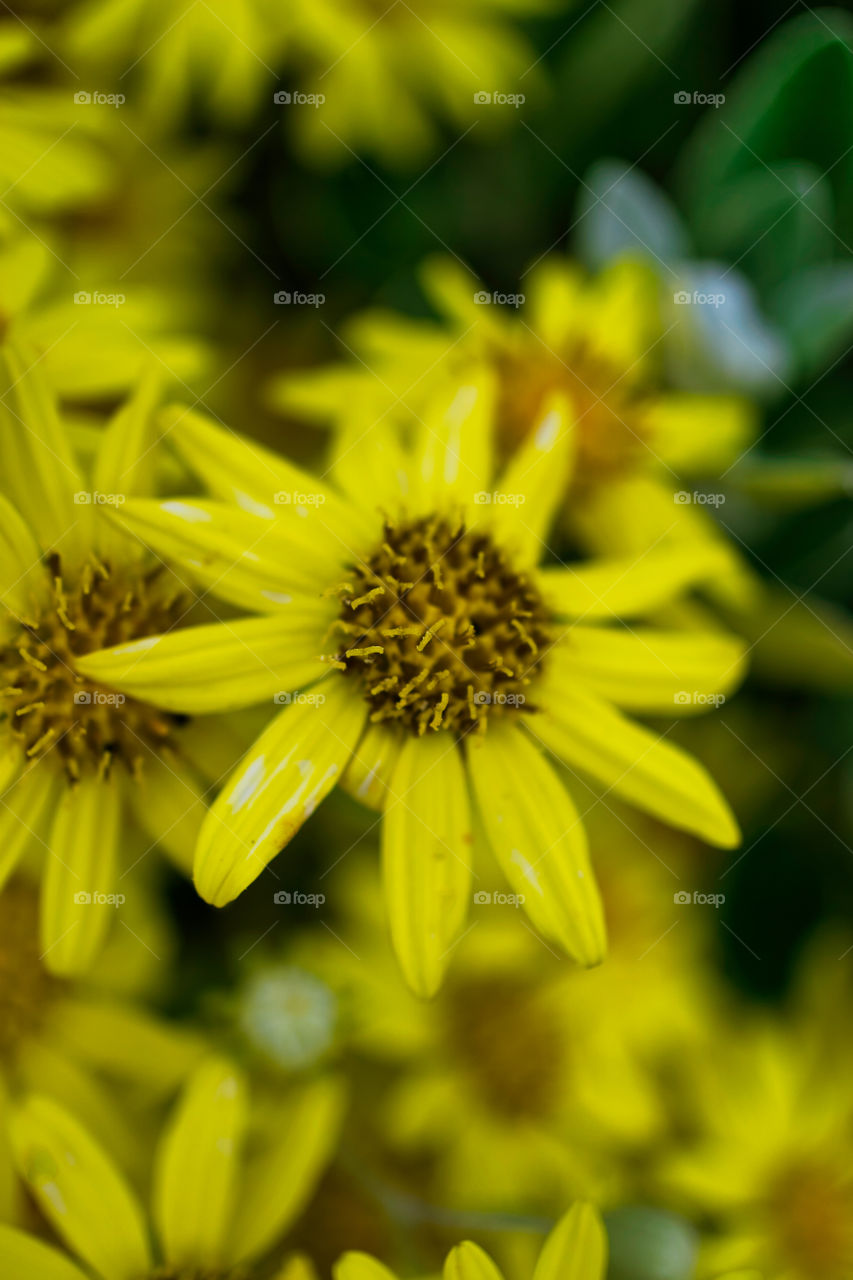 Flower stamen close up