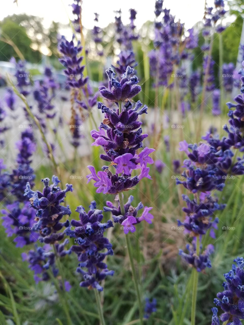 purple flowers 💜