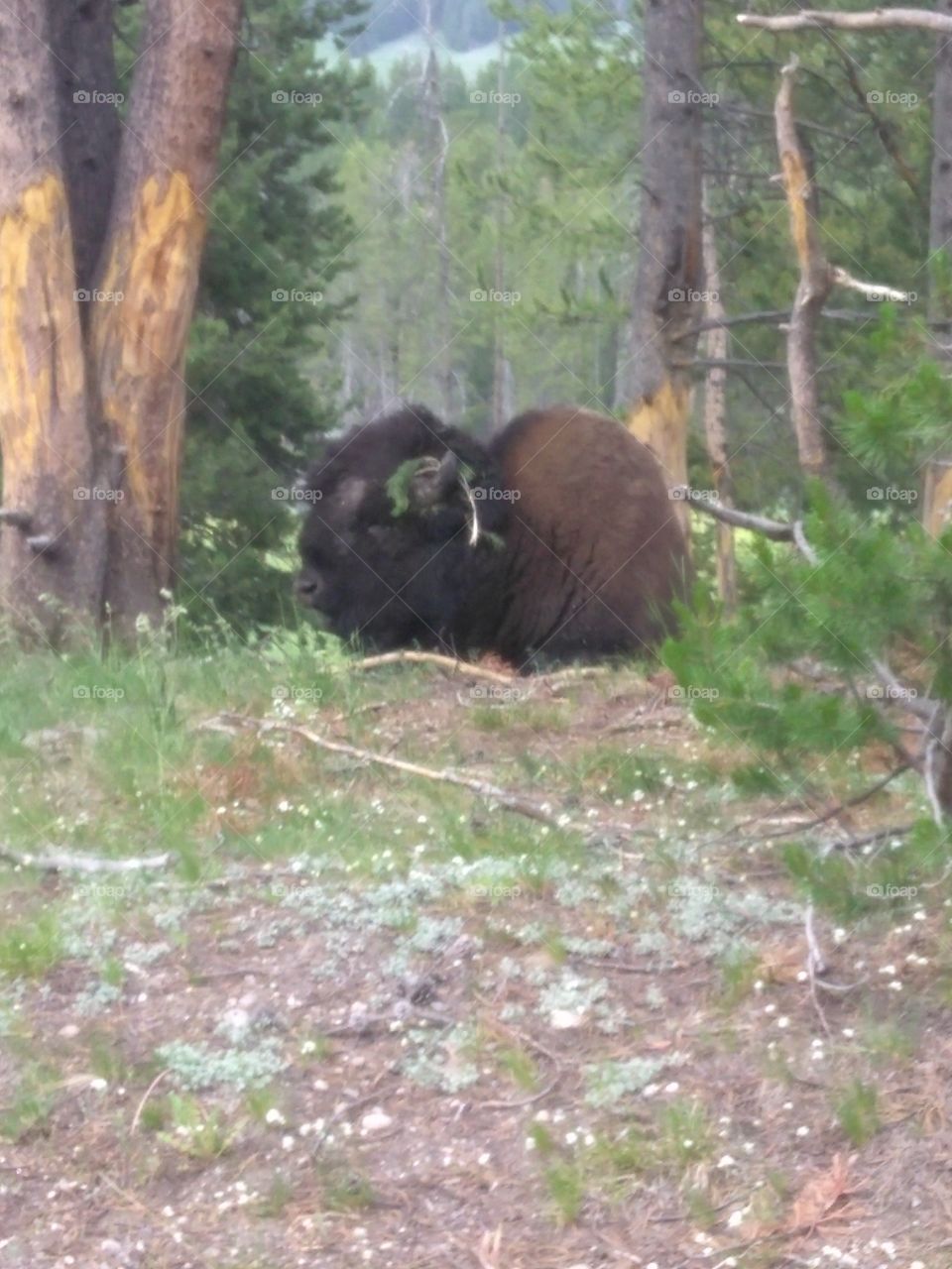 Buffalo of Yellowstone