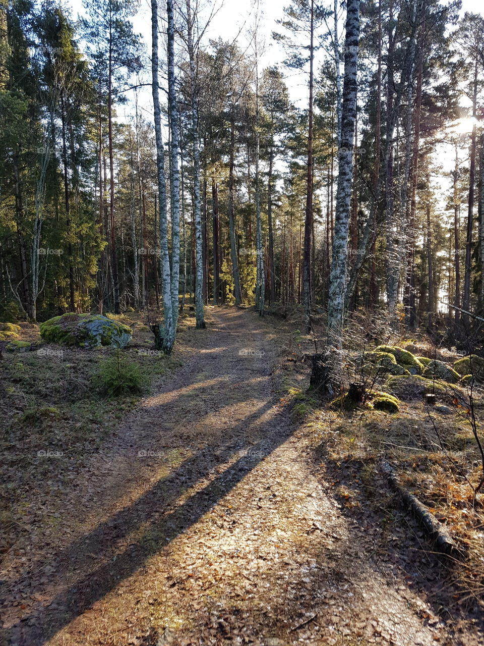 Wood, Tree, Landscape, Nature, No Person