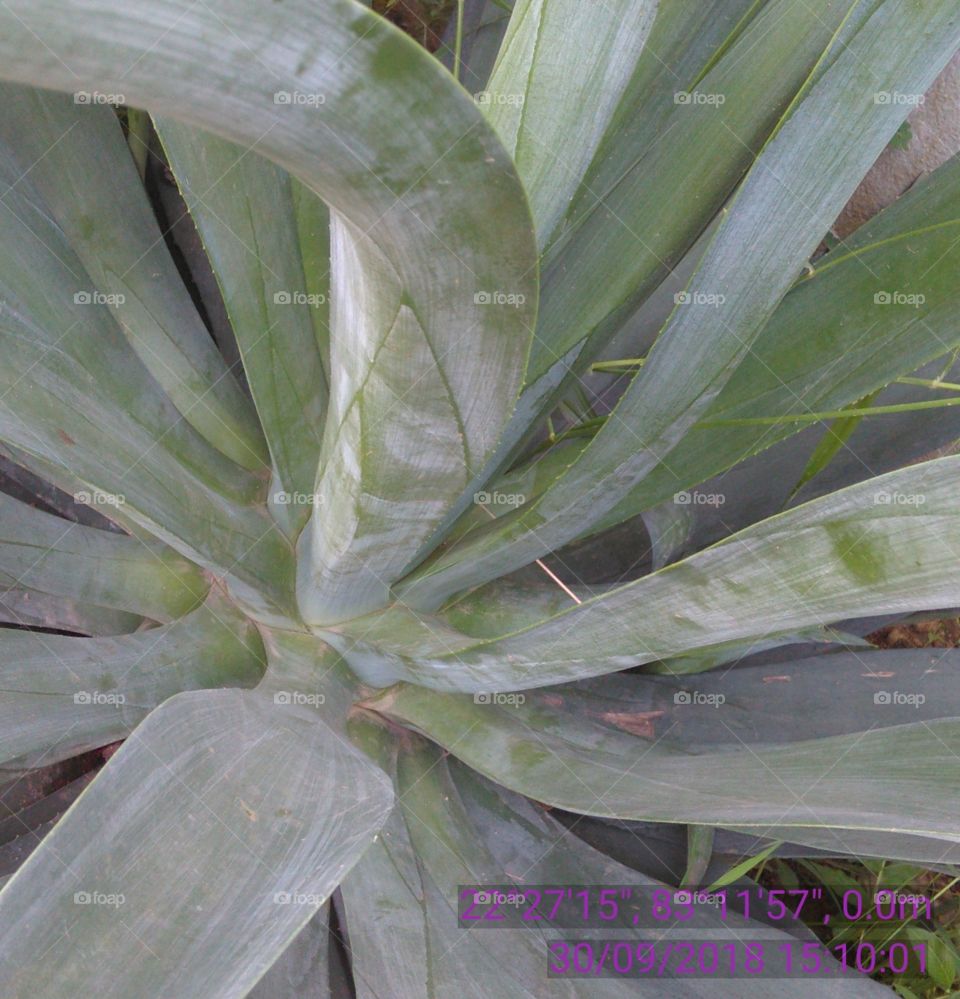 This is a show leafs and that is beautiful on the show.