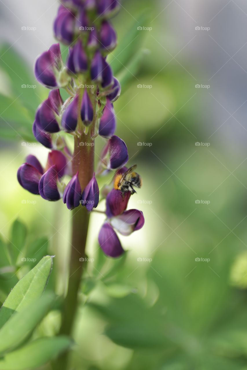 Bee and flower