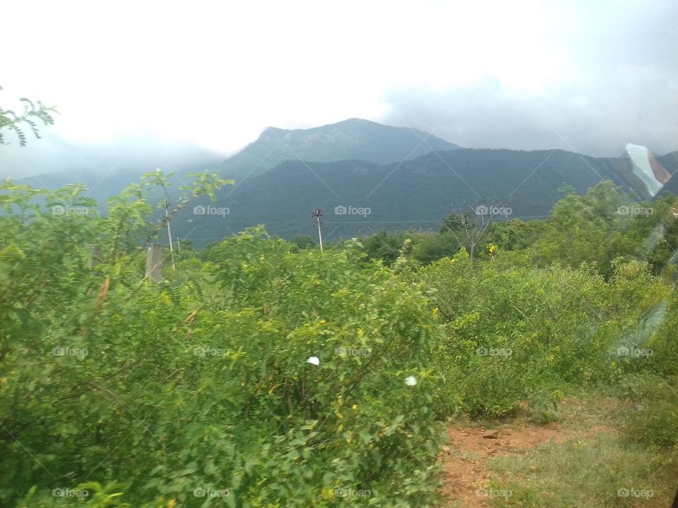 mountains with green plants