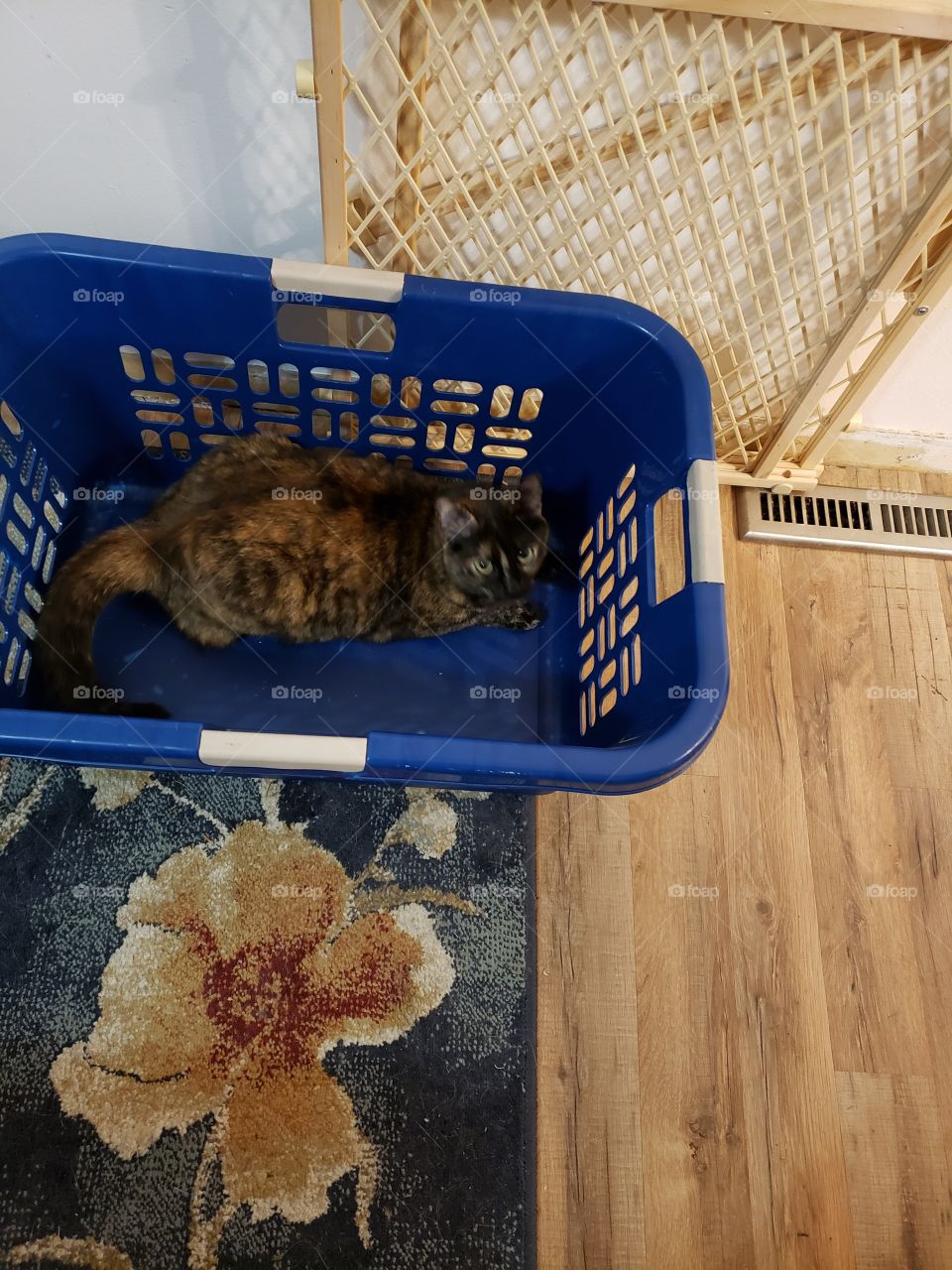 Izzy in laundry basket, avoiding Gizmo