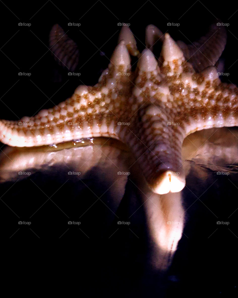 Starfish and its reflection on a black background