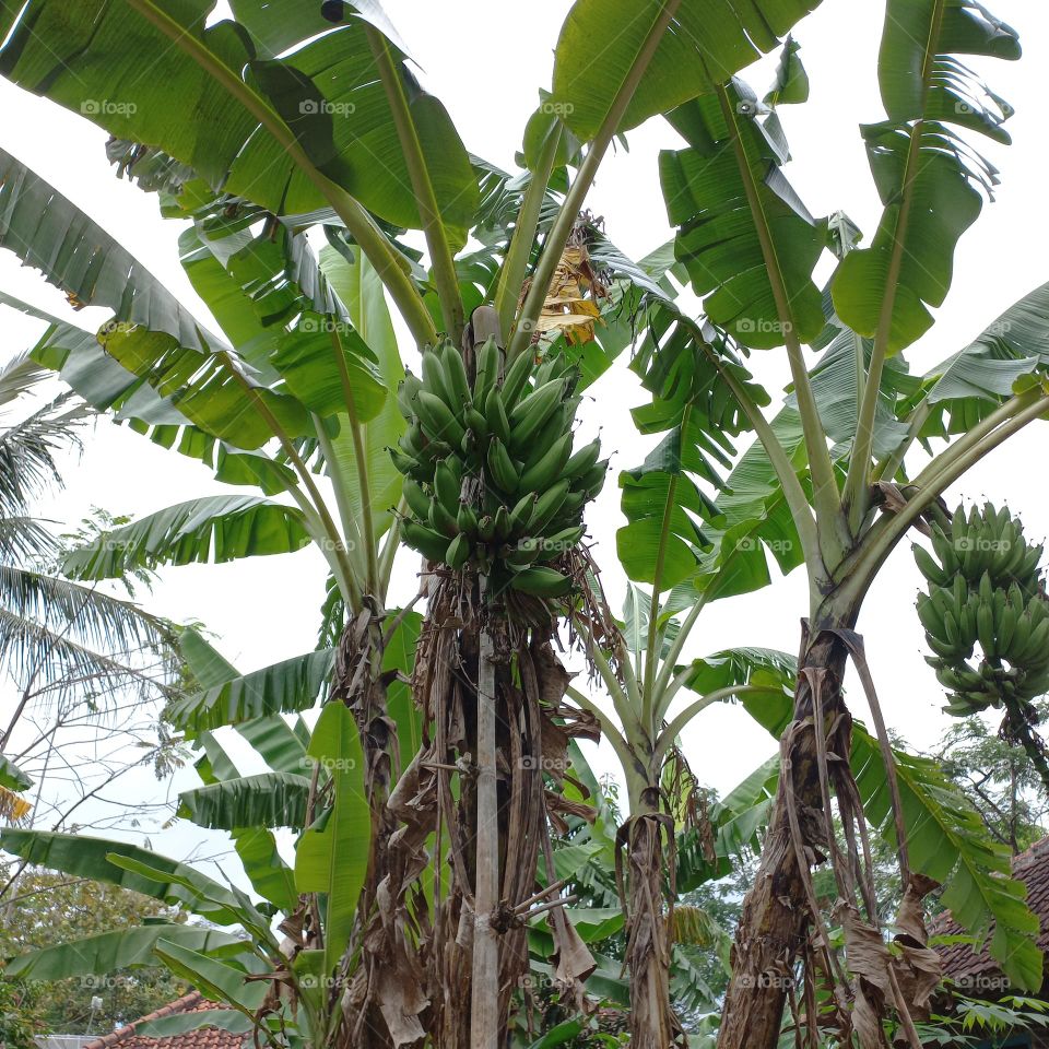 Banana trees thrive on the edge of housing or in the countryside
