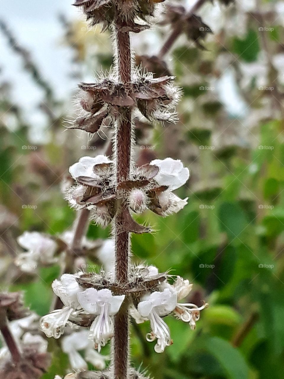 wild basil flower