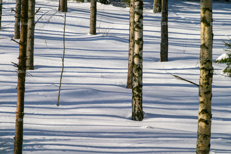 Trees in snow. 