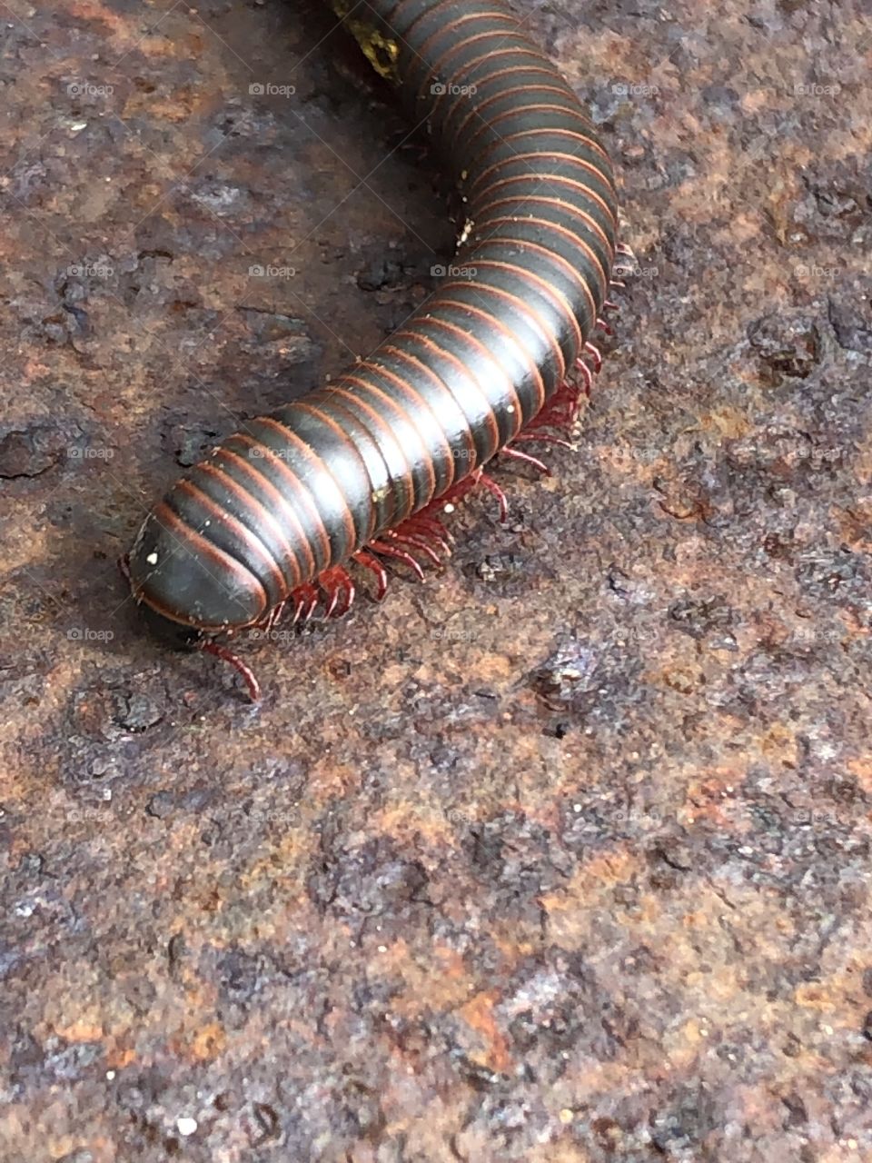 Caught a very large centipede on the move at the ranch today, and with that many legs, he was fast and hard to capture but I got a shot of him!