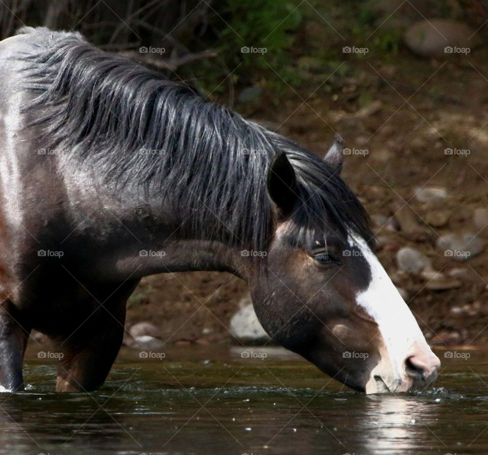 Wild Stallion Drinking at River