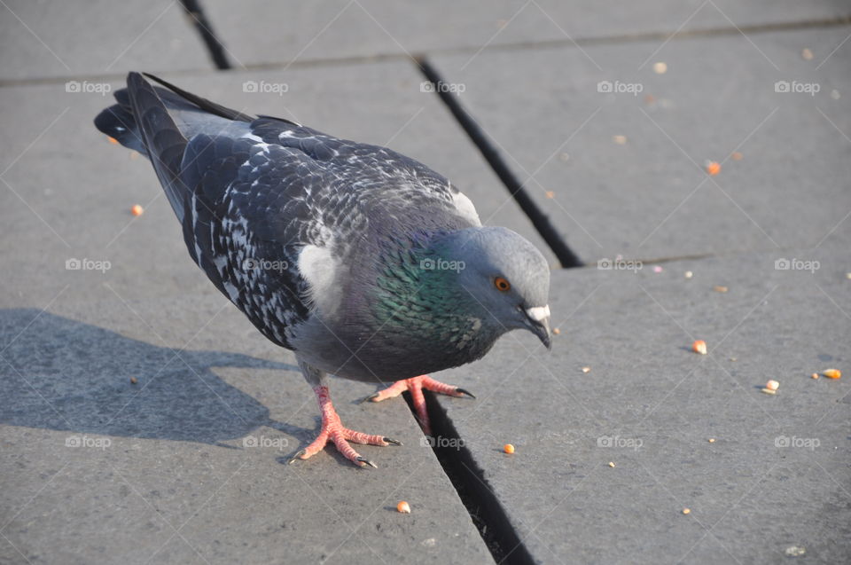 pigeon dove bird
