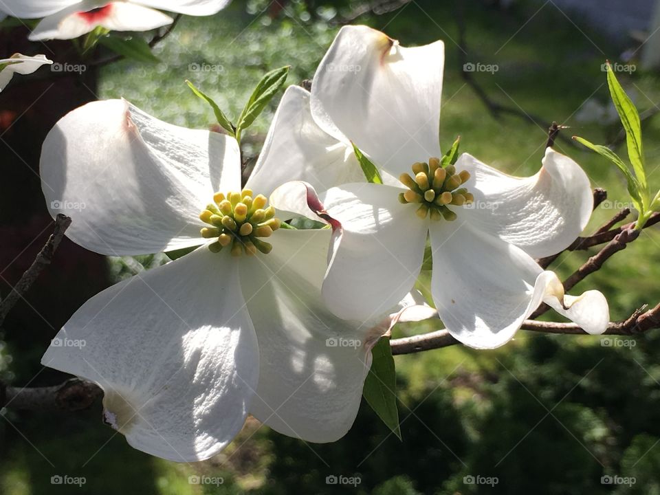 Sunlight on white petals