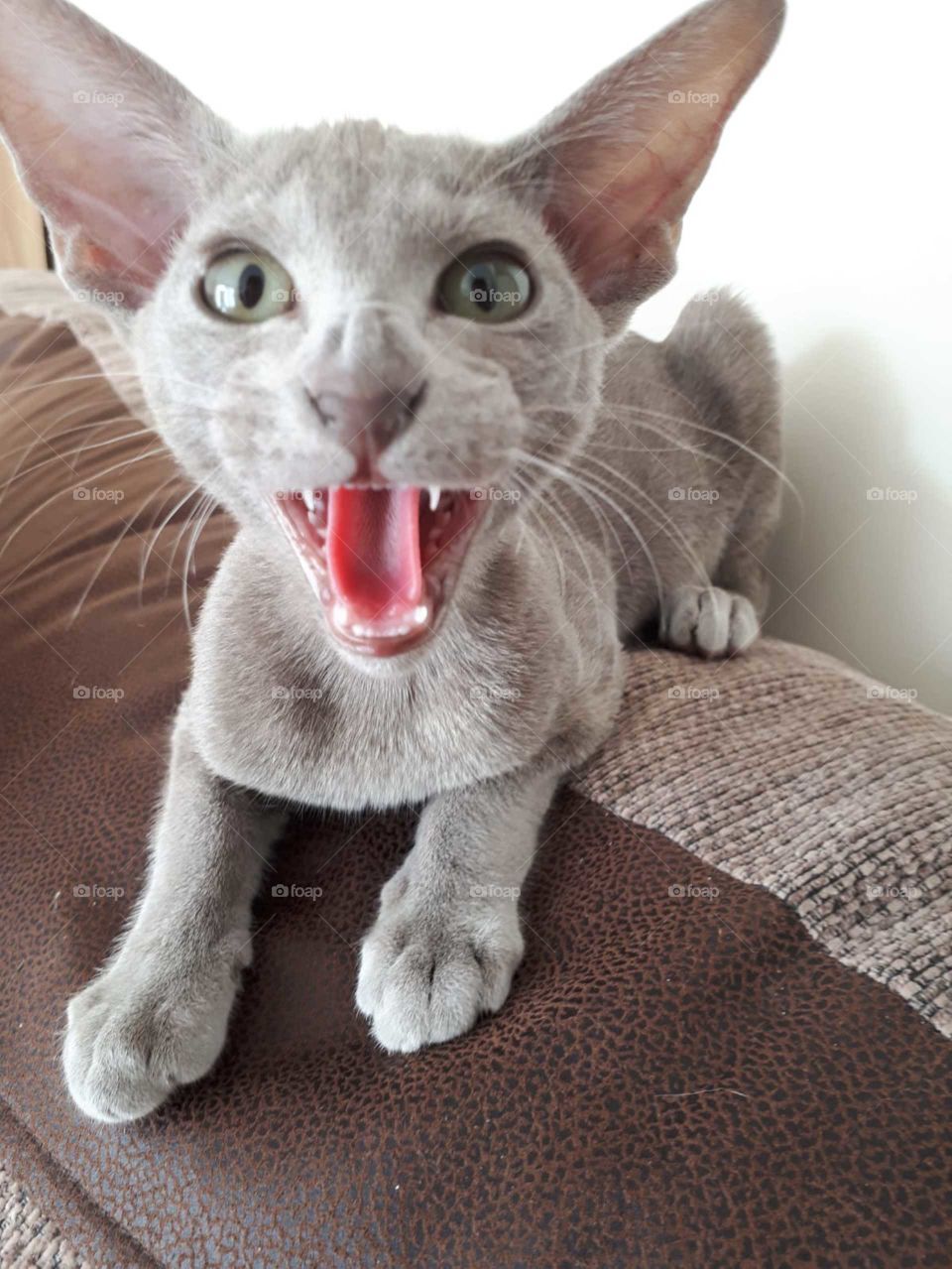 Little Siamese Kaito yawning 