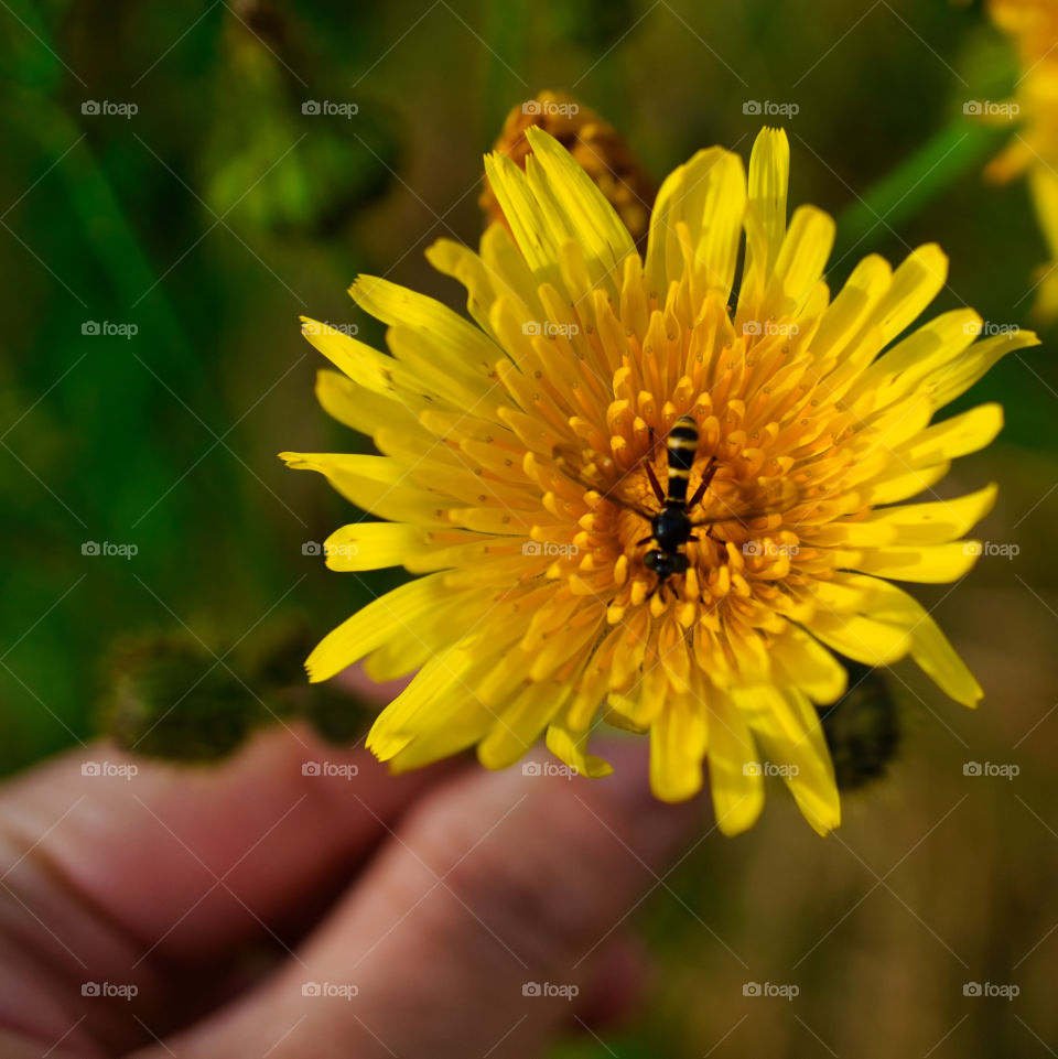 insect on wild flower