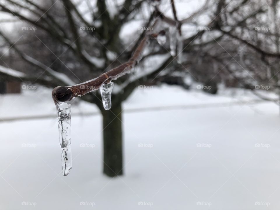 Icicles on the trees