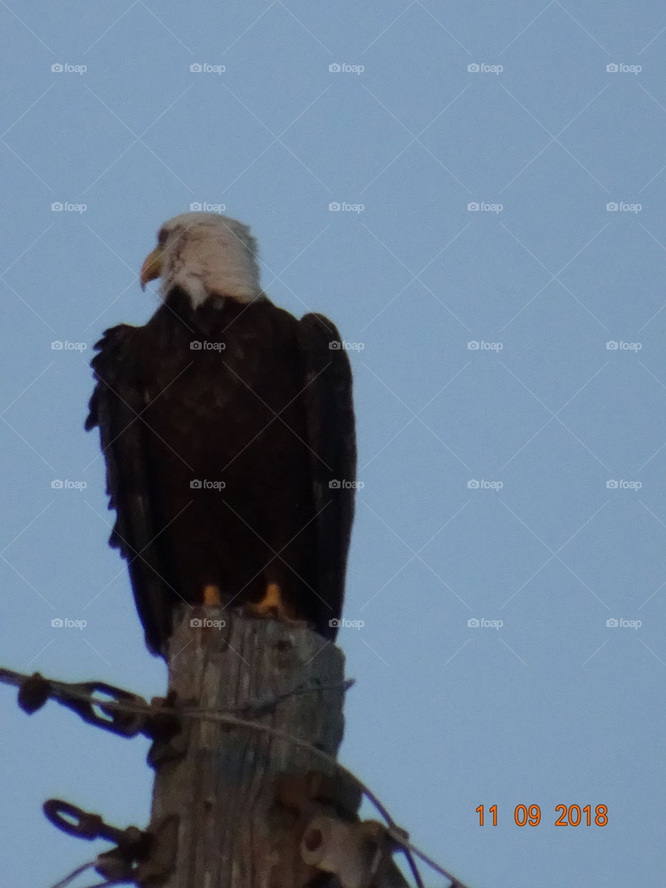 bald eagle with turned head perching on pole
