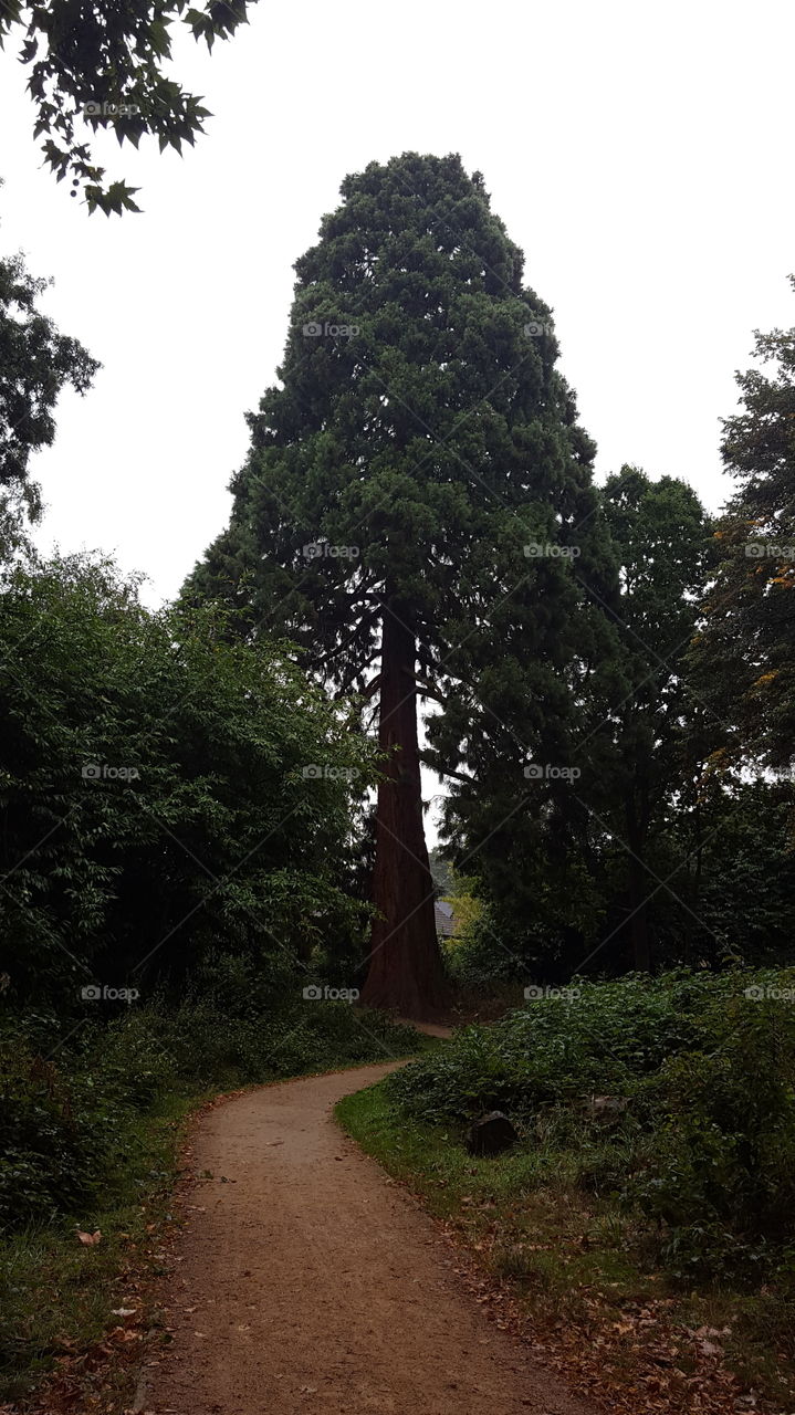 giant redwood