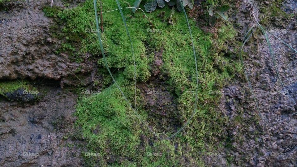 A beautiful scene of valley Moss on the valley edge.