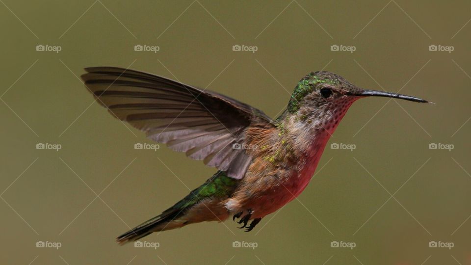 hummingbird in flight