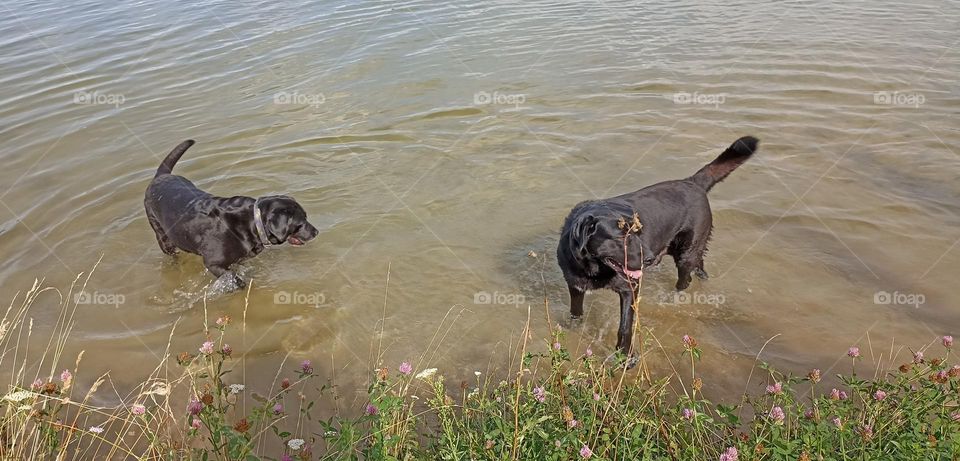 two dogs on a water lake summer time, mobile photography