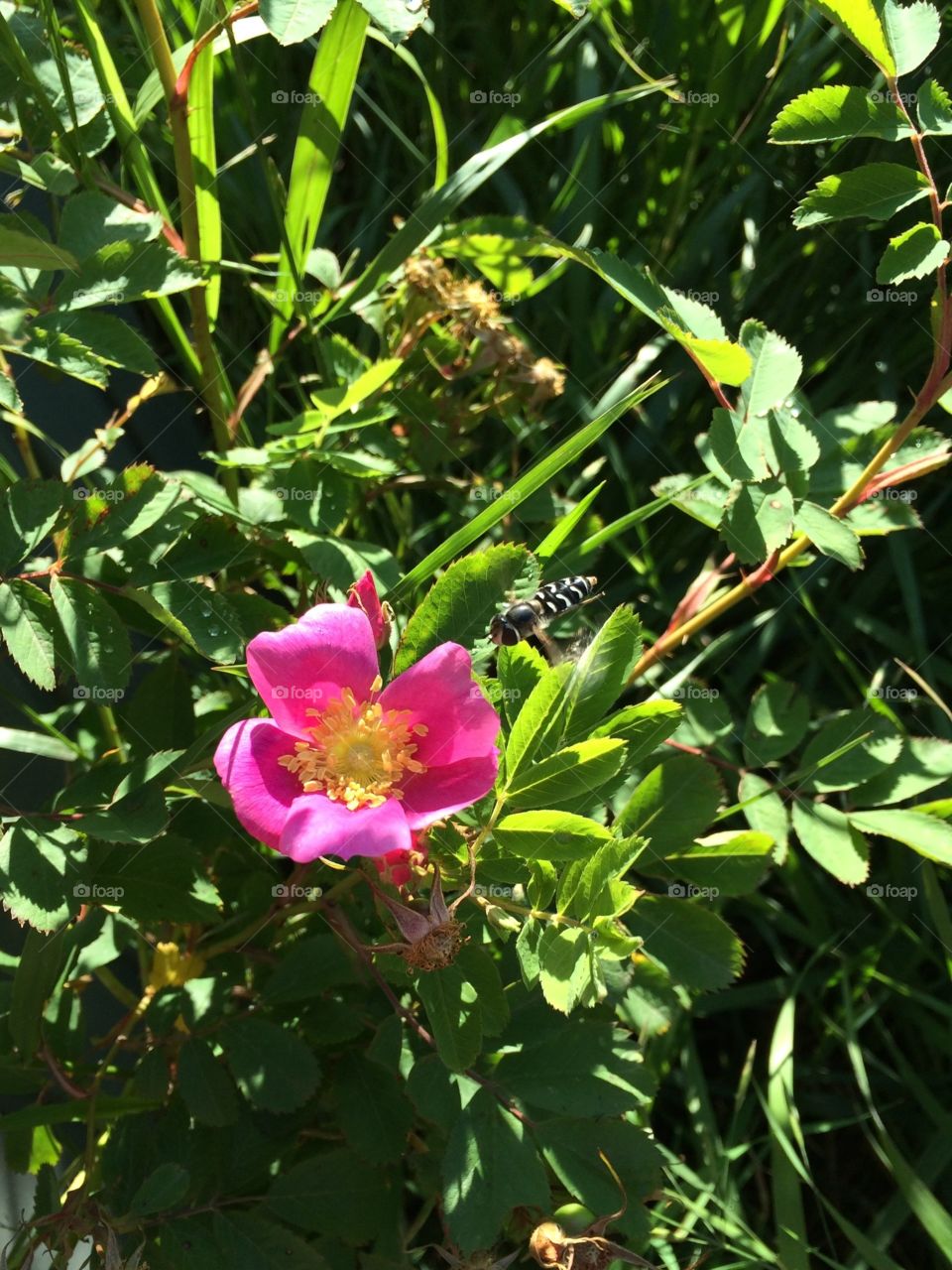 Bee and wild rose 