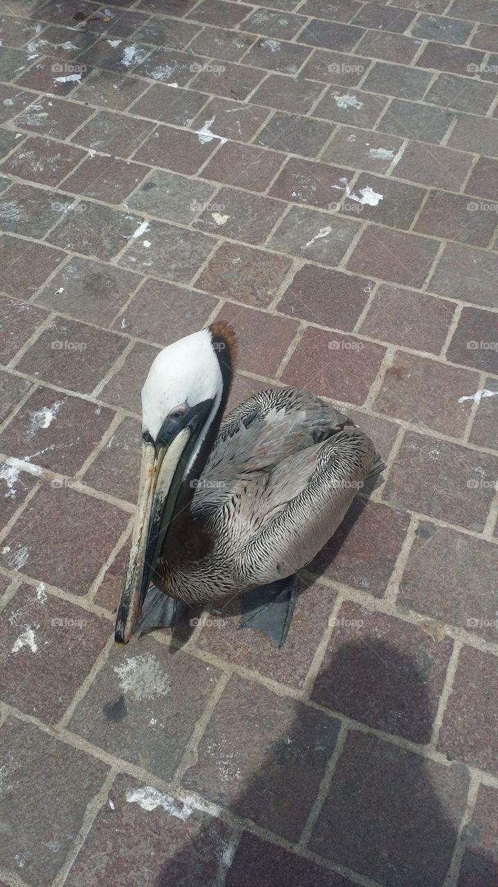 Friendly Pelican Greetings From Mexico
