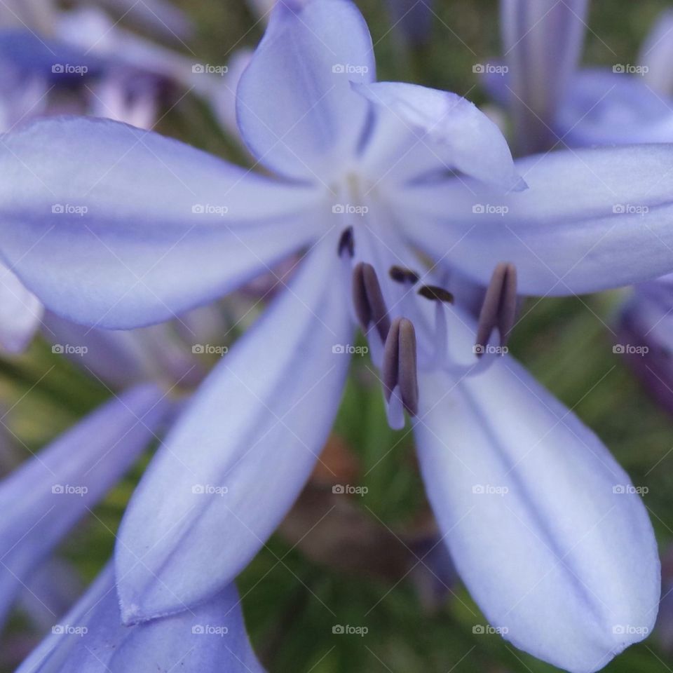 Purple Flowers Close Up