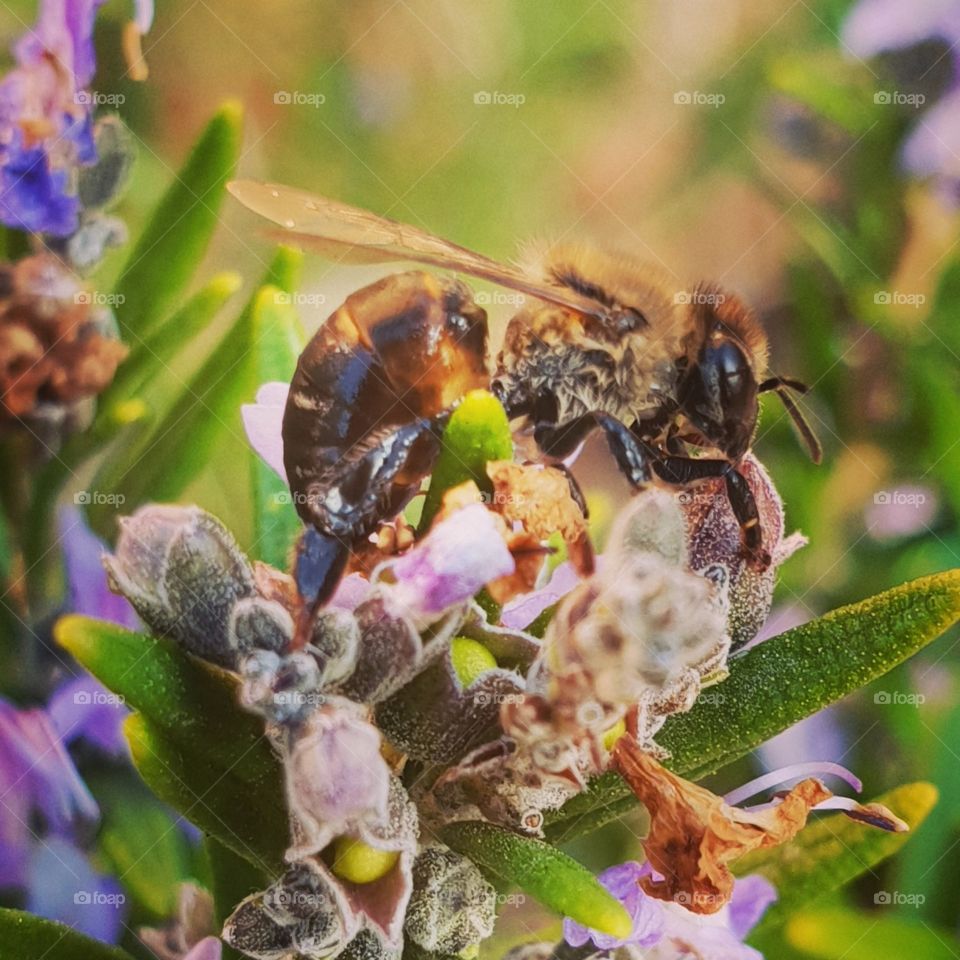 Macro honeybee resting on rosemary branch
