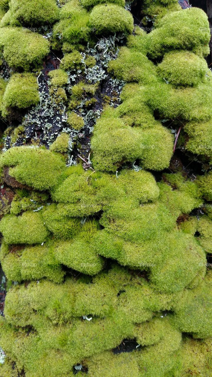Moss textures