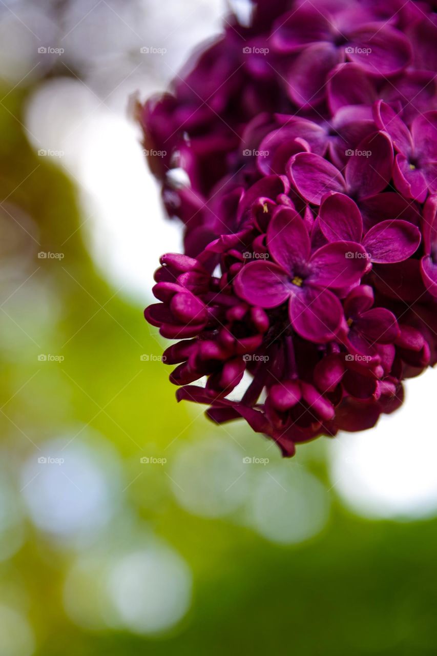 Makro of a purple lilac 