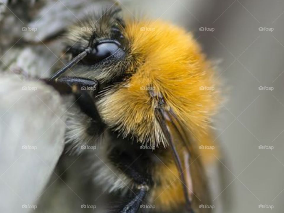 Bee, wings, yellow bee, insect, yellow, fluffy bee