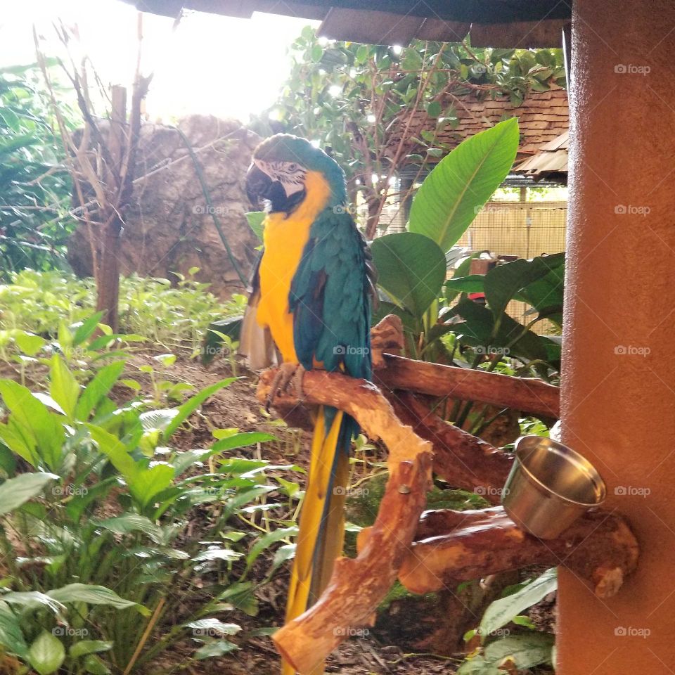 Blue & Yellow Parrot