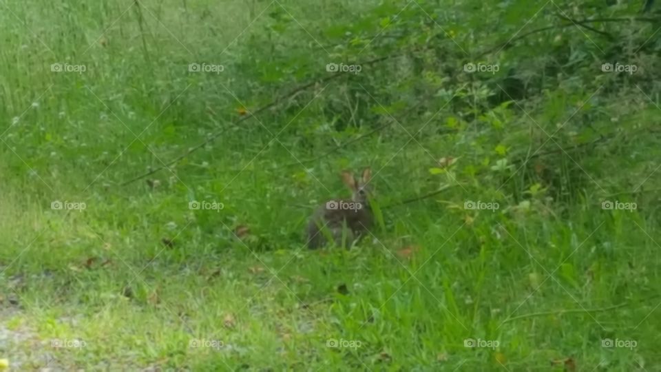 bun bun