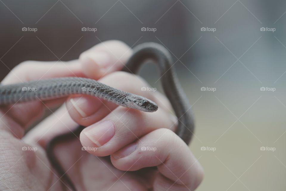 Wild snake being held in a hand.