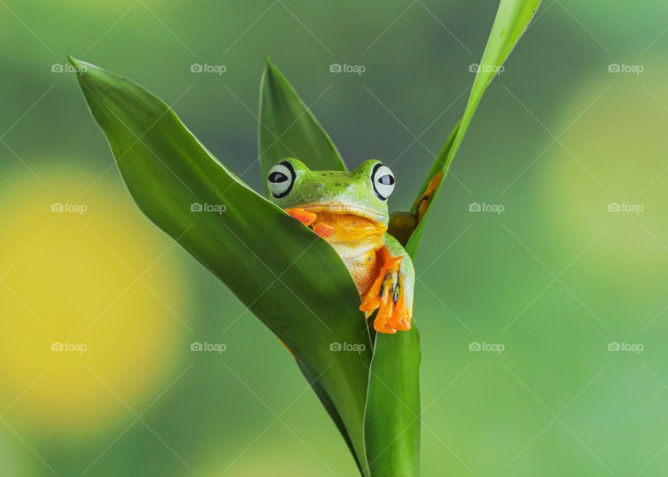 Green Frog Green Background