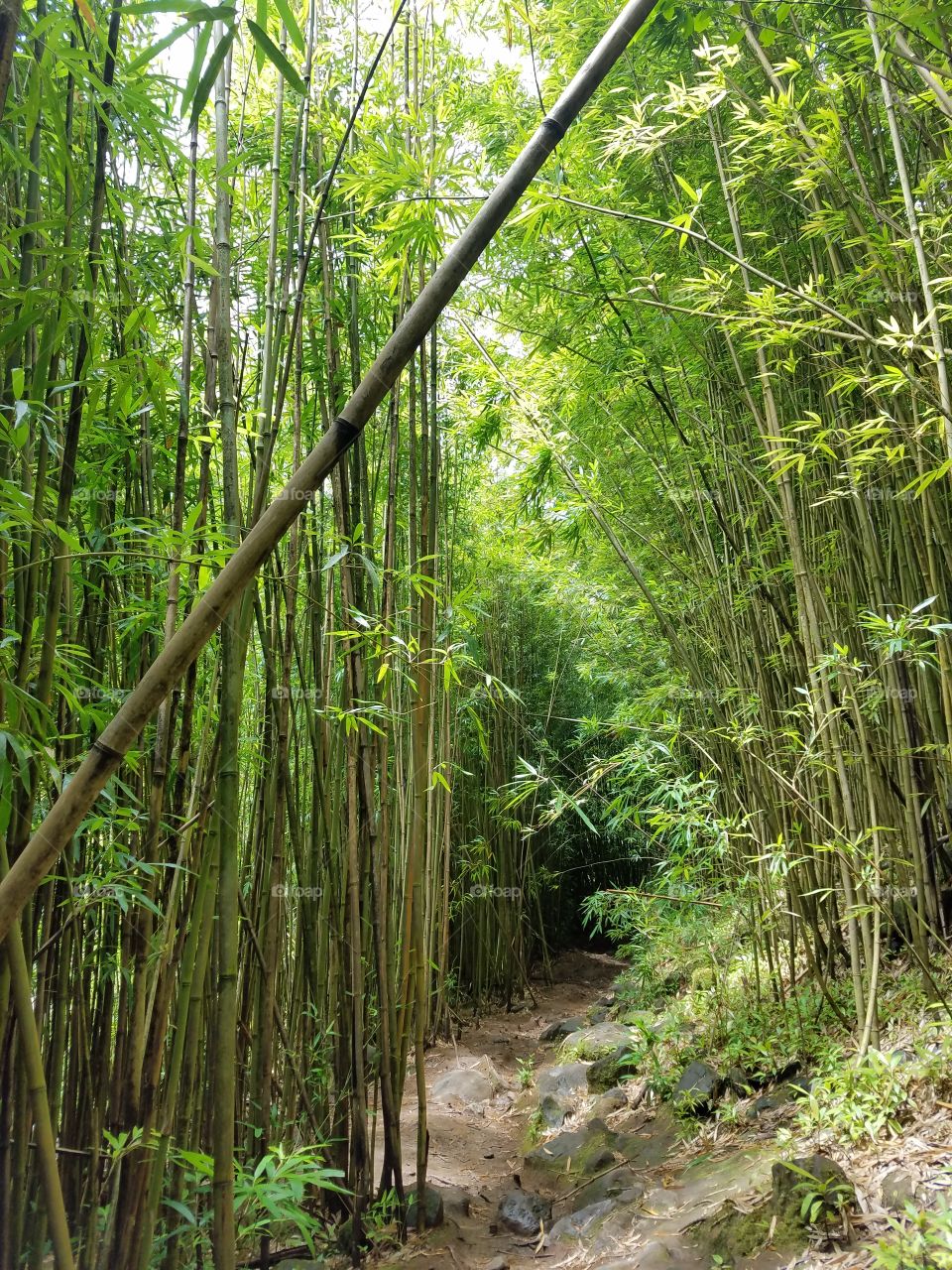 Bamboo Forest