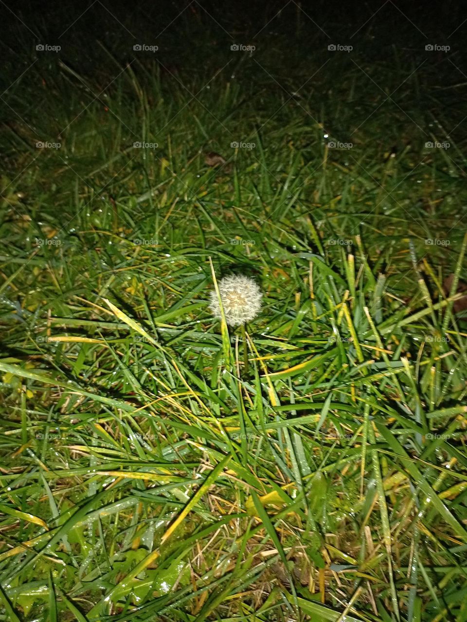 lonely dandelion in december