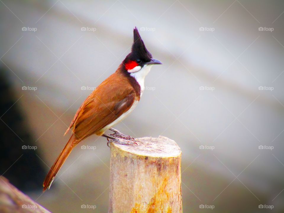 The red-whiskered bulbul  or Pycnonotus jocosus or bulbul bird or crested bulbul in India.